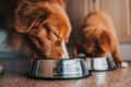 Как правильно выбрать сухой корм для собаки?