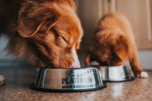 Как правильно выбрать сухой корм для собаки?